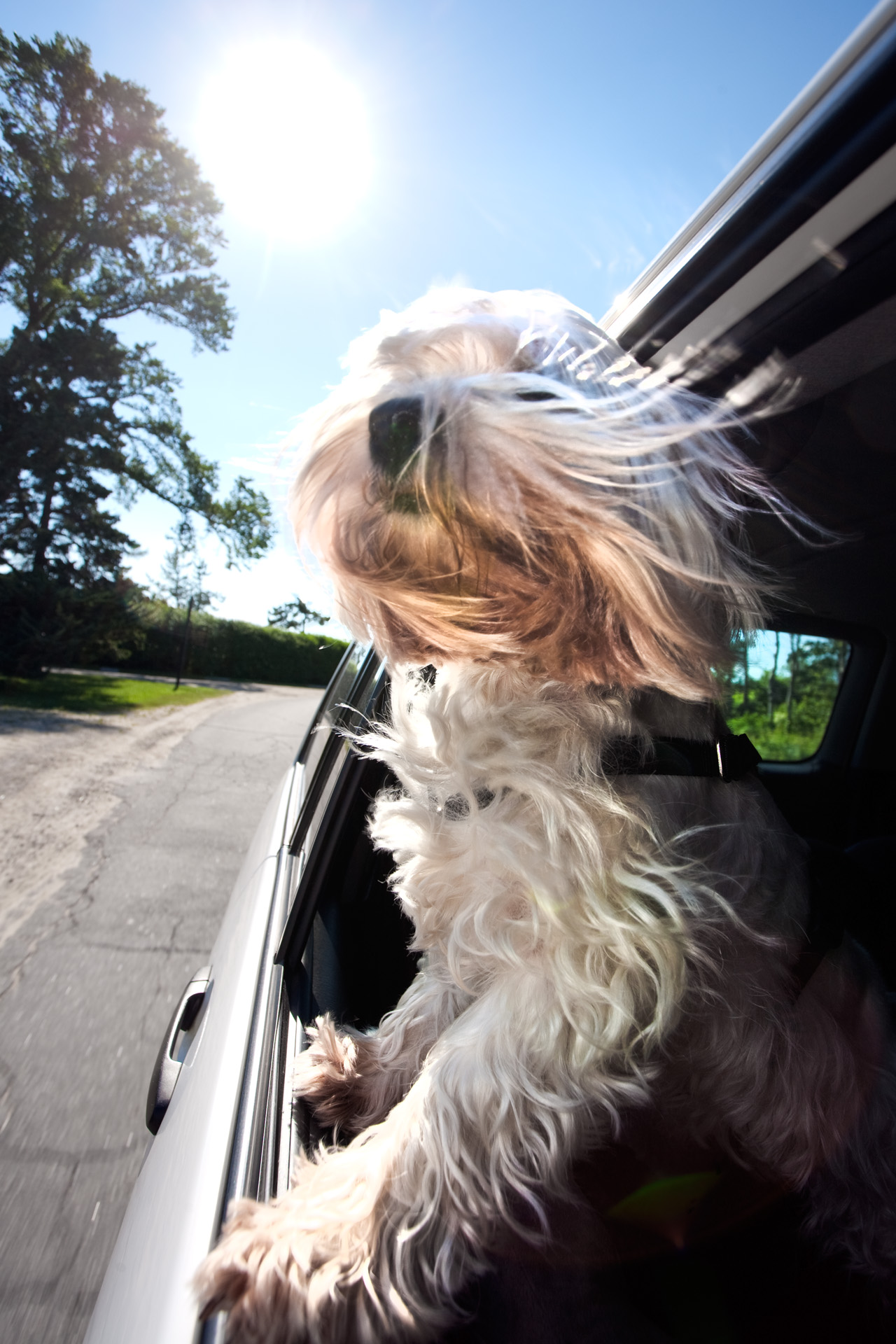 Joy Riding - Canine Car Companions - Chris Becker